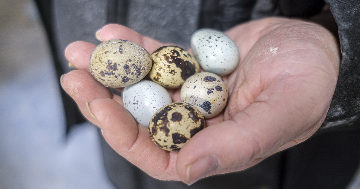 Madárlátta vállalkozás